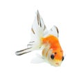 Goldfish isolated on white background Royalty Free Stock Photo