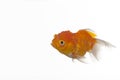 Goldfish isolated on white background Royalty Free Stock Photo