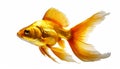 Goldfish isolated on white background. Beautiful orange aquarium fish with a long tail. Generative AI Royalty Free Stock Photo