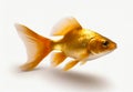 Goldfish isolated on white background. Beautiful orange aquarium fish with a long tail. Generative AI Royalty Free Stock Photo