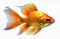 Goldfish isolated on white background. Beautiful orange aquarium fish with a long tail. Generative AI Royalty Free Stock Photo