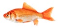 Goldfish isolated on white background. Goldfish side view Royalty Free Stock Photo