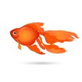 Goldfish isolated on white. Small red aquarium fish. Royalty Free Stock Photo