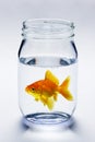 Goldfish In Jar Royalty Free Stock Photo