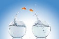 Goldfish jump Royalty Free Stock Photo