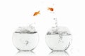 Goldfish jump Royalty Free Stock Photo