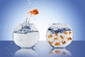 Goldfish jump Royalty Free Stock Photo