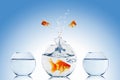 Goldfish jump Royalty Free Stock Photo