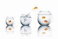 Goldfish jump Royalty Free Stock Photo