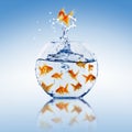 Goldfish jump Royalty Free Stock Photo