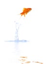 Goldfish jump