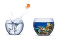 Goldfish jump out of bowl into coral reef paradise fish change chance freedom concept isolated background
