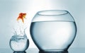 Goldfish jumping in a bigger bowl - aspiration and achievement concept Royalty Free Stock Photo