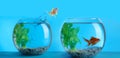 Goldfish jumping from glass fish bowl into another one on light blue background Royalty Free Stock Photo