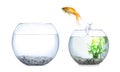 Goldfish jumping from glass fish bowl into bigger one on white background Royalty Free Stock Photo