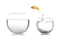 Goldfish jumping from glass fish bowl into bigger one on white background Royalty Free Stock Photo