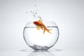 Goldfish jumping out of an aquarium with water drops on white background