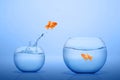 Goldfish jumping out into a bigger fishbowl Royalty Free Stock Photo