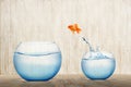 Goldfish jumping out into a bigger fishbowl Royalty Free Stock Photo