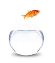 Goldfish jumping out of bowl Royalty Free Stock Photo