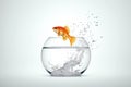 Goldfish jumping out of a bowl with water Royalty Free Stock Photo