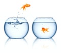 A goldfish jumping out of the fishbowl