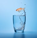 Goldfish jumping out of a glass of water on blue background. Royalty Free Stock Photo