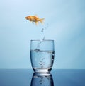 Goldfish jumping out of a glass of water on blue background. Royalty Free Stock Photo