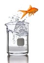 Goldfish Jumping Out of Laboratory Beaker