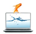 Goldfish jumping out of monitor Royalty Free Stock Photo