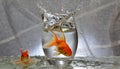 Goldfish jumping out of round fishbowl into freedom Royalty Free Stock Photo