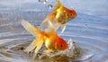 Goldfish jumping out of round fishbowl into freedom