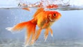 Goldfish jumping out of round fishbowl into freedom