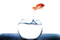 Goldfish jumping out of tank Royalty Free Stock Photo