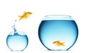 Goldfish jumping out of the water Royalty Free Stock Photo