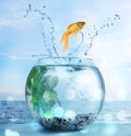 Goldfish jumping out of water and beautiful seascape on background Royalty Free Stock Photo