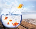 Goldfish jumping out of water and beautiful seascape on background Royalty Free Stock Photo