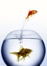 Goldfish jumping out of the water Royalty Free Stock Photo