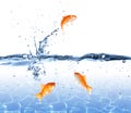 Goldfish jumping out of the water - escape concept Royalty Free Stock Photo