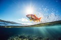 A goldfish jumping out of the water on sunny summer day, super wide angle. Generative AI Royalty Free Stock Photo