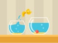 Goldfish jumping from small glass aquarium to bigger one Royalty Free Stock Photo