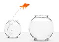 Goldfish jumping from small to bigger bowl Royalty Free Stock Photo