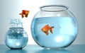 Goldfish Jumping to the highest level. Goldfish jumping in a small bowl to bigger bowl, aspiration and triumph concept. This is a