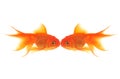 Goldfish Kiss Royalty Free Stock Photo