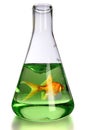 Goldfish in Laboratory Flask