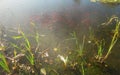 Goldfish on a sunny day 3 Royalty Free Stock Photo