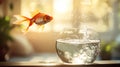 Goldfish jumping out of bowl water splash aquarium pet fish freedom concept creative photography art Royalty Free Stock Photo