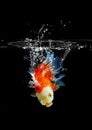 Goldfish leapt into the water, Gold fish swimming on a dark background