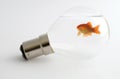 Goldfish in light bulb Royalty Free Stock Photo