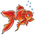 Goldfish Lionhead Royalty Free Stock Photo